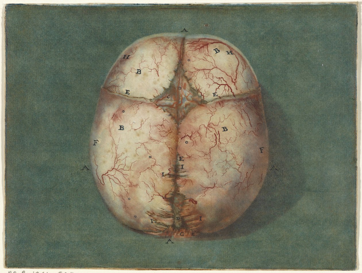 Avtryck av hjärnan och hjärtat Anatomisk studie av skallen på en omogen baby av Jan l