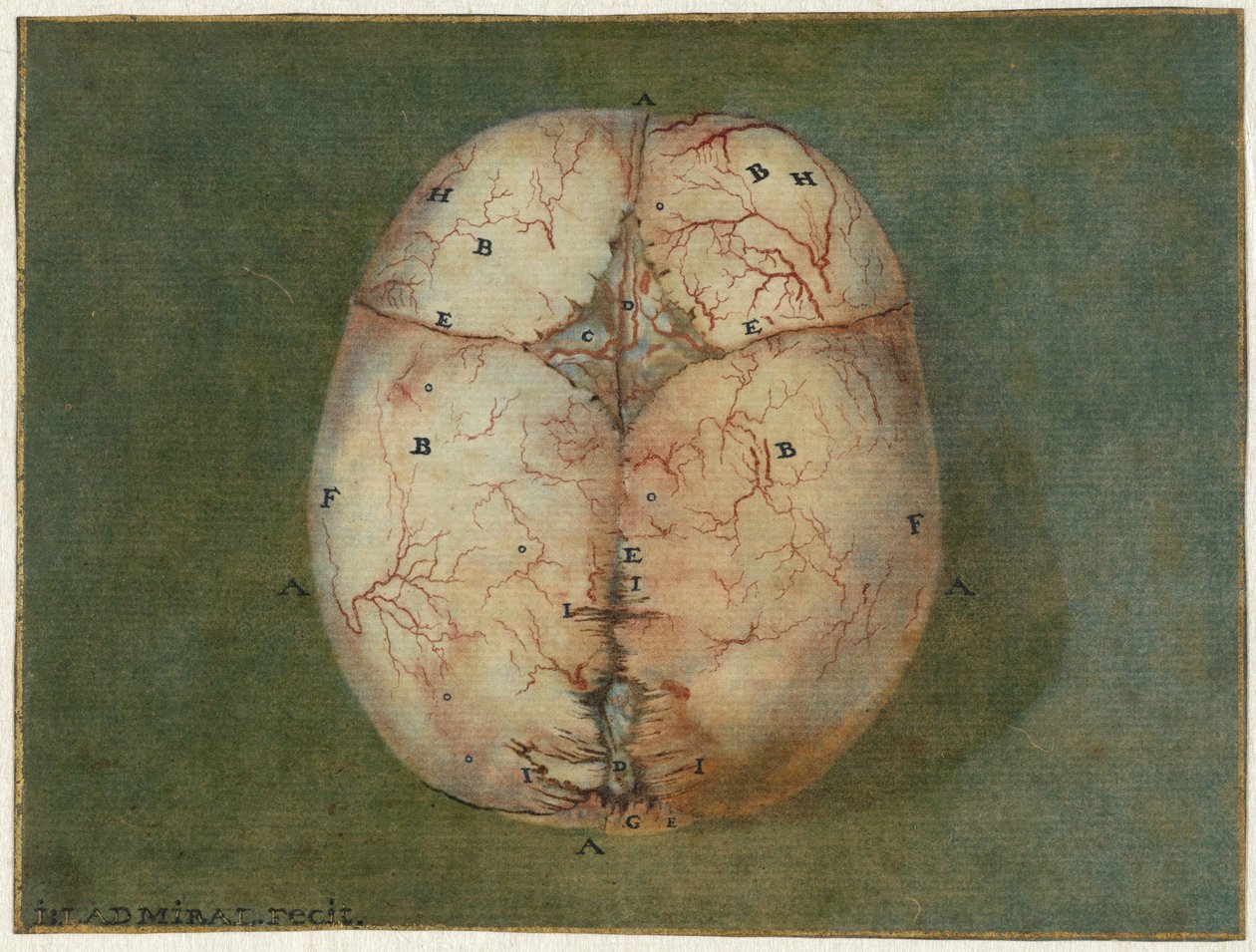 Avtryck av hjärnan och hjärtat Anatomisk studie av skallen på en omogen baby av Jan l