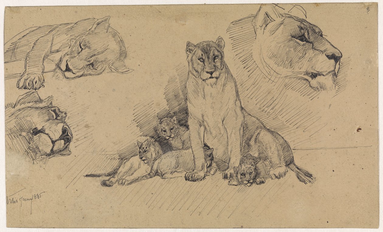 Studieblad med lejon och ungar av Jan van Essen