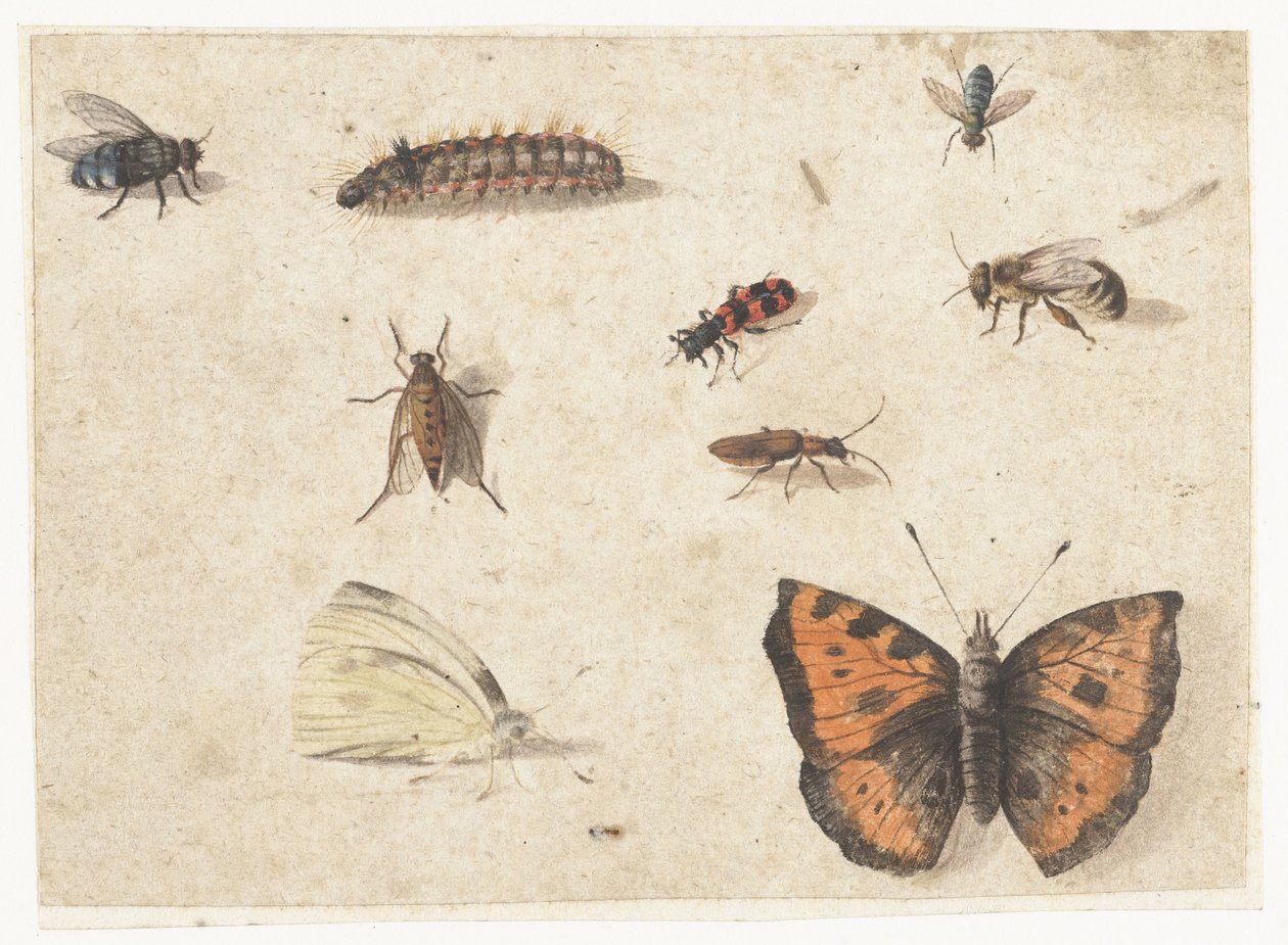 Ark med studier av nio insekter av Jan van Kessel (I)