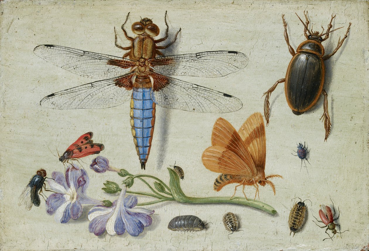 En tupp, skalbagge, skogslöss och andra insekter, med en kvist av auricula, tidigt 1650-tal av Jan van Kessel