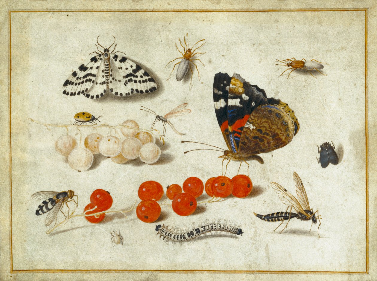 Fjäril, larv, mal, insekter och vinbär, ca 1650-65 (gouache och bläck på veläng) av Jan van Kessel the Elder