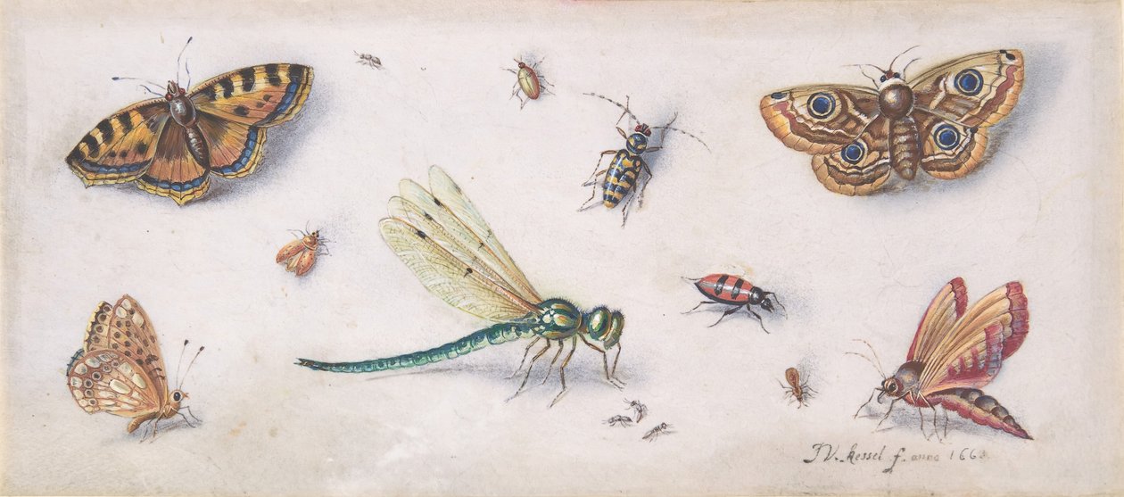 Insekter, fjärilar och en trollslända, 1600-talet. av Jan van Kessel