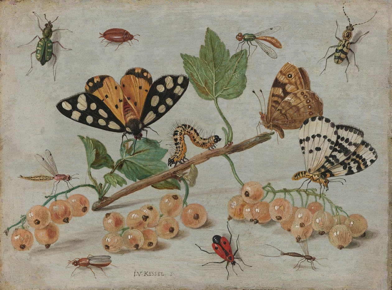 Insekter och frukt, ca 1660-5 (olja på koppar) av Jan van Kessel the Elder