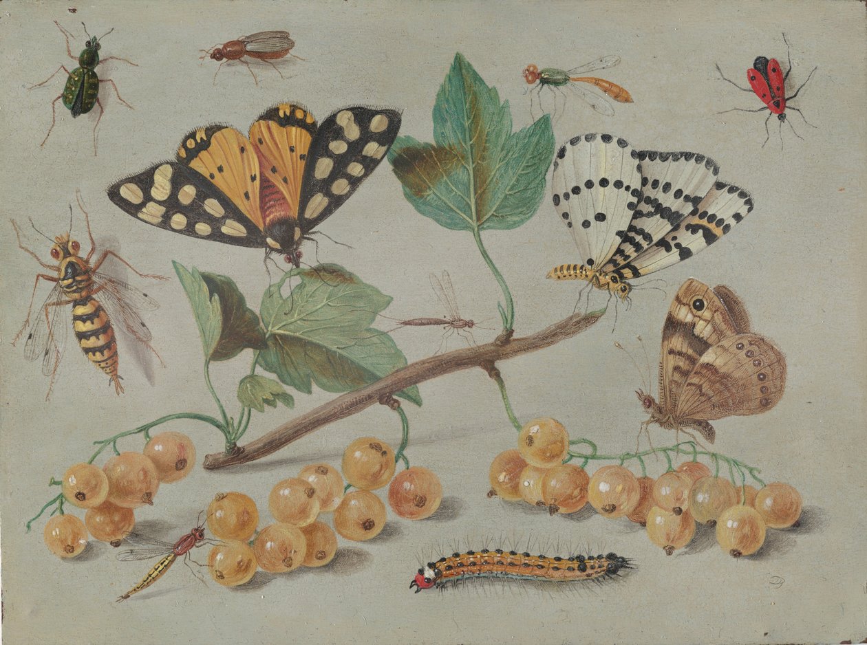 Studie av fjärilar och insekter, ca. 1655. av Jan van Kessel