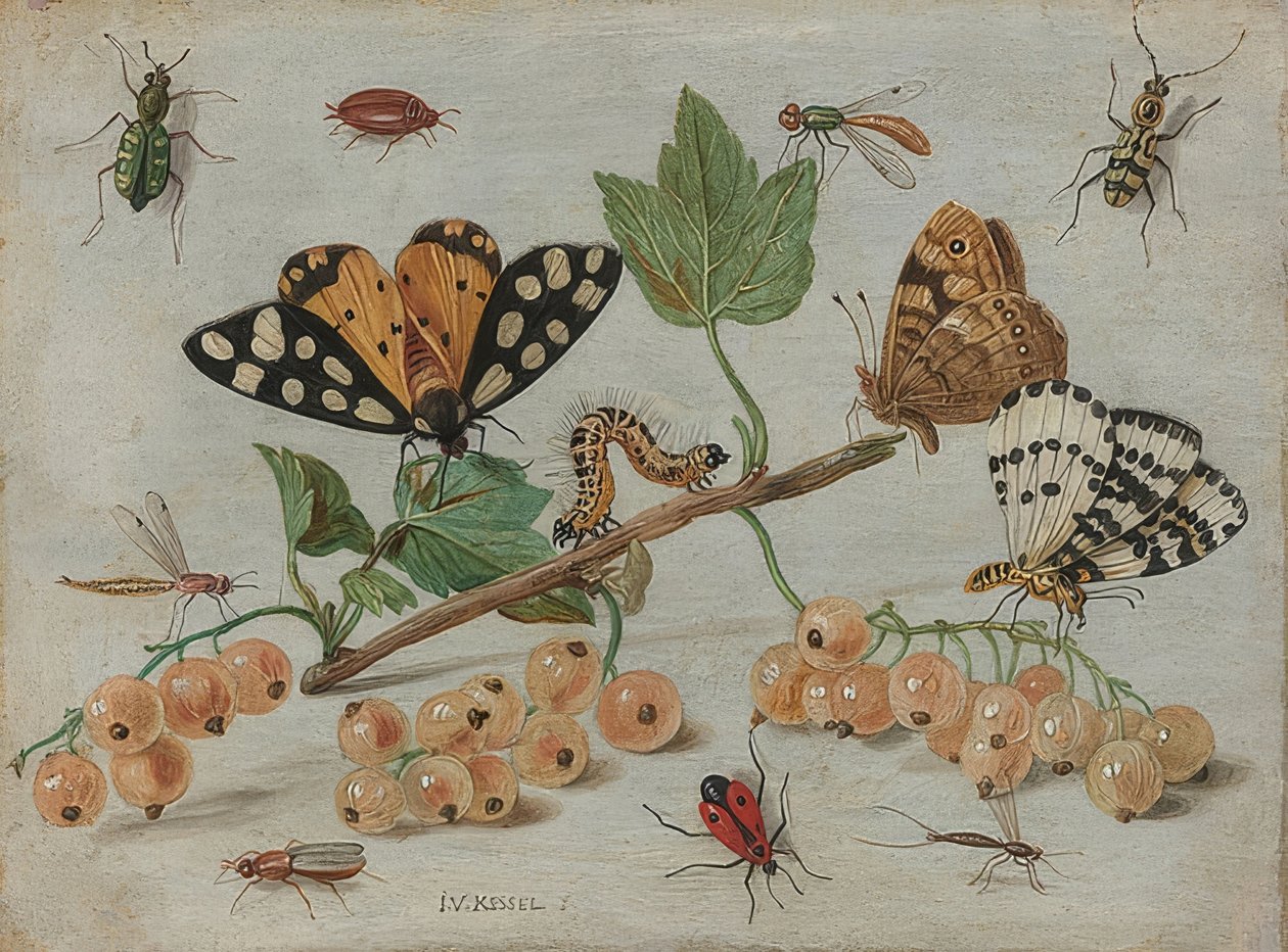 Insekter och frukter. Omkring 1660-65 av Jan van Kessel the Elder