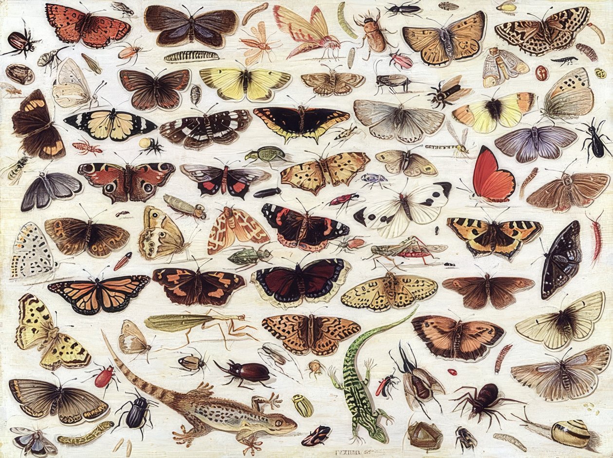 Studier av fjärilar och andra insekter. 1657 av Jan van Kessel the Elder