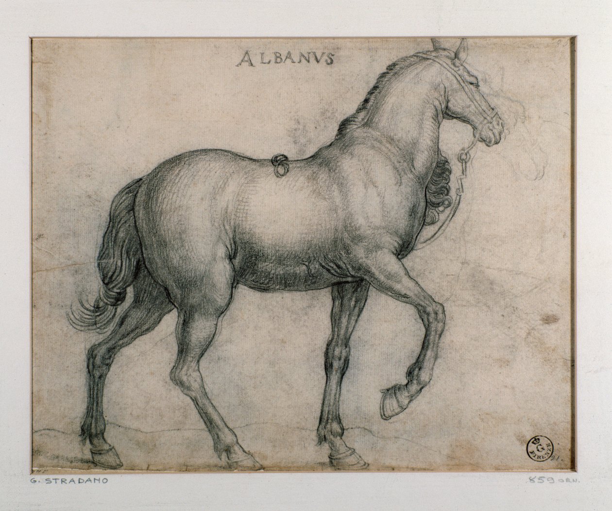 Studie för en häst Teckning av Giovanni Stradano (Jan van der Straet) (1523-1605) Florens, Institutionen för tryck och teckningar, Uffizi (Kontor) av Jan van der Straet