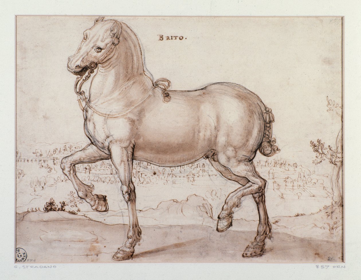 Studie för en häst Teckning av Giovanni Stradano (Jan van der Straet) (1523-1605) Florens, Institutionen för tryck och teckningar, Uffizi (Kontor) av Jan van der Straet