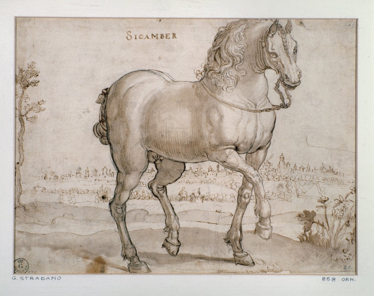 Studie för en sicamberhäst Teckning av Giovanni Stradano (Jan van der Straet) (1523-1605) Florens, Institutionen för tryck och teckningar, Uffizi (kontor) av Jan van der Straet