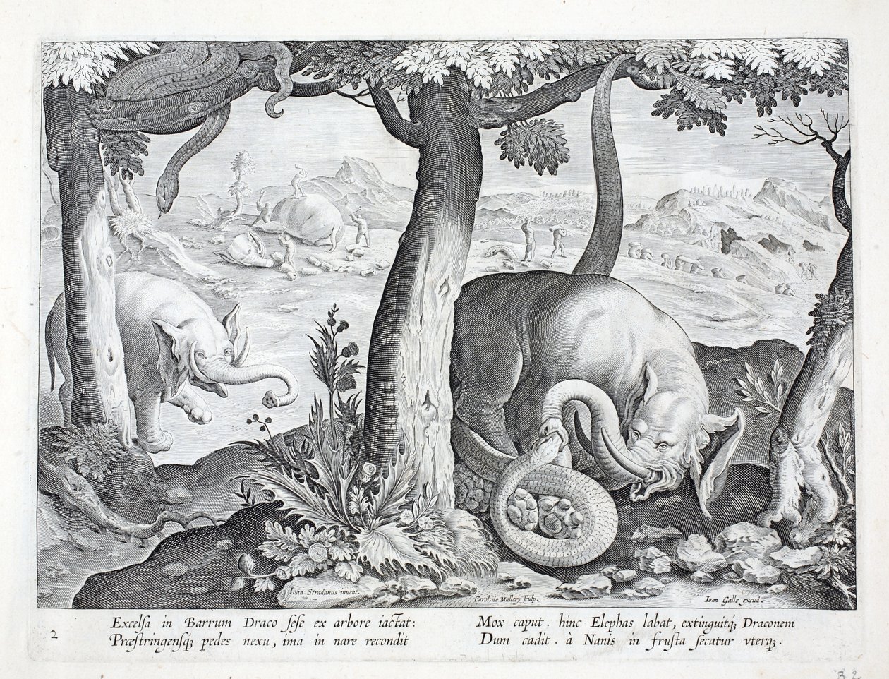 Orm som används vid elefantjakt, illustration från 