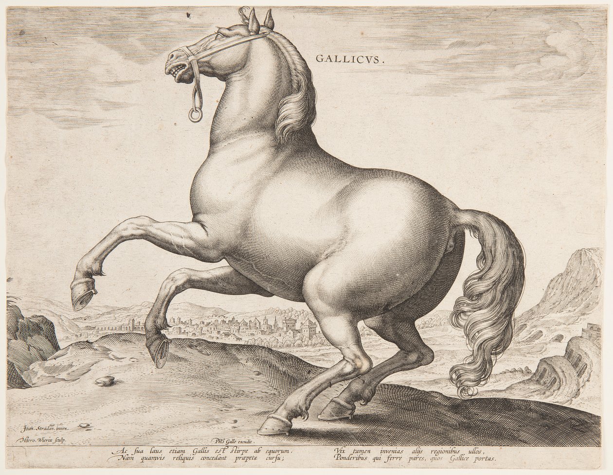 En fransk häst, från den första uppsättningen av "Equile Joannis Austriaci" av Jan van der Straet, called Stradanus