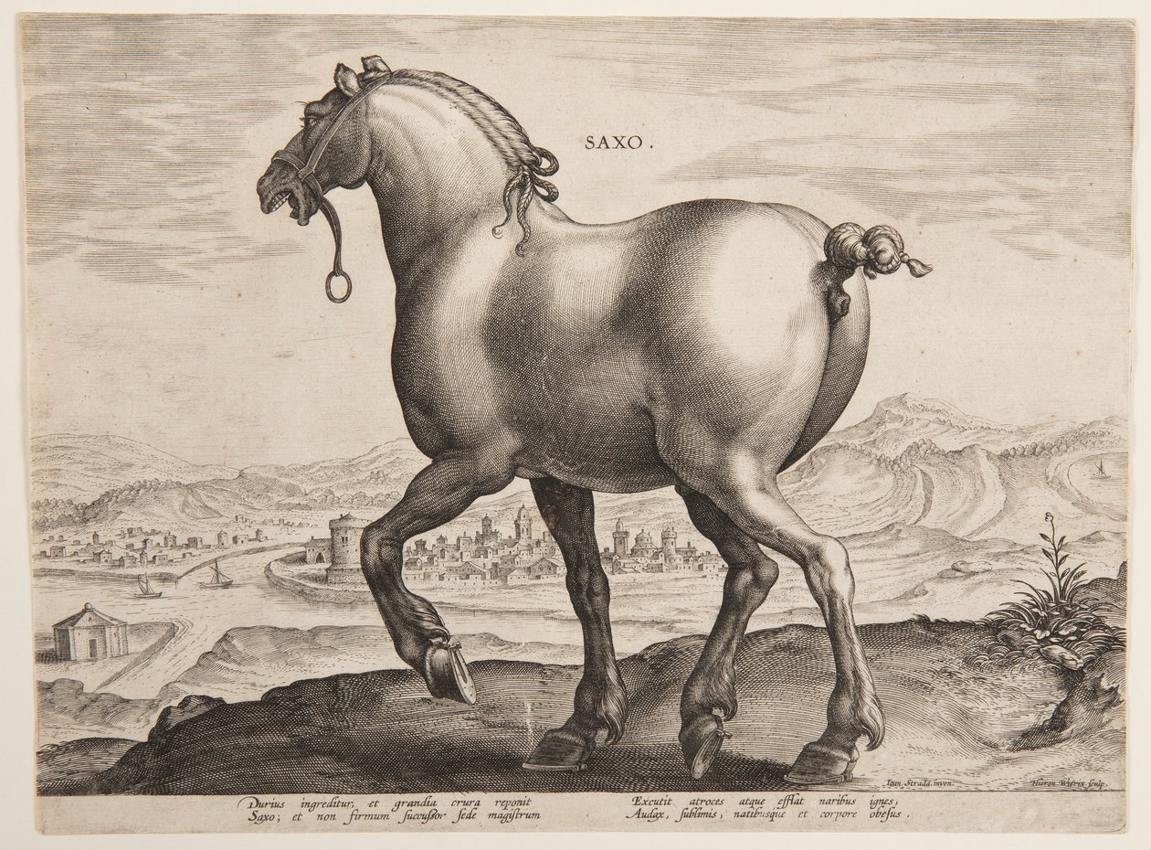 A Saxon Horse, från den första uppsättningen av "Equile Joannis Austriaci" av Jan van der Straet, called Stradanus