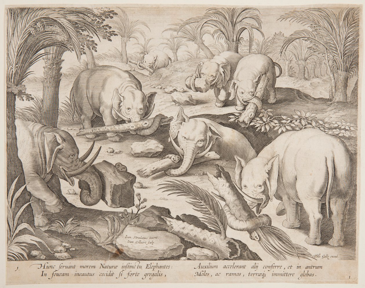 Elefanter som håller varandra ur en fälla, tallrik 1 från serien Game of Animals, Birds and Fish av Jan van der Straet, called Stradanus