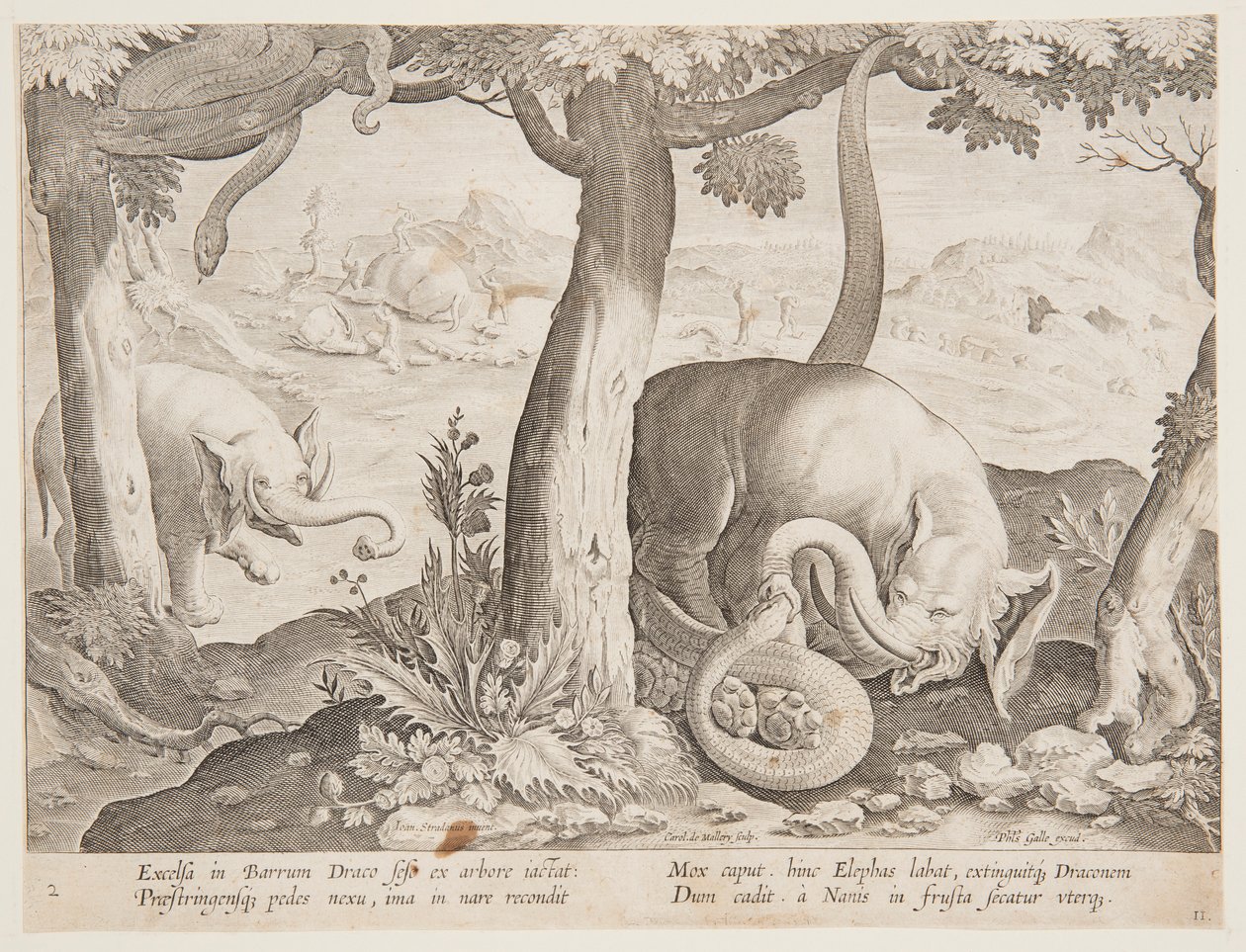Fight between Elephants and Snakes, tallrik 2 från Hunting of Wild Animals, Birds and Fish-serien av Jan van der Straet, called Stradanus
