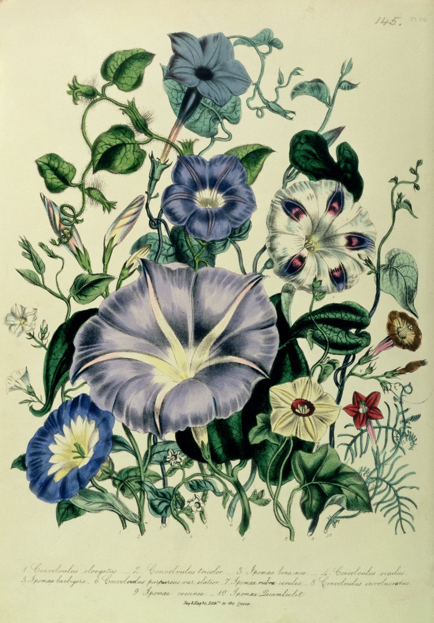 Bindweed, skylt 26 från 