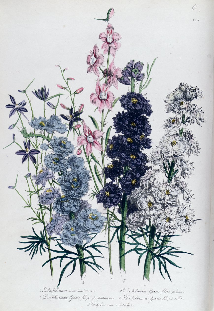 Delphiniums, tavla 3 från "The Ladies