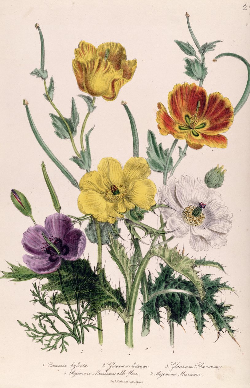 Poppies and Anemones, ipu 5 mai le 