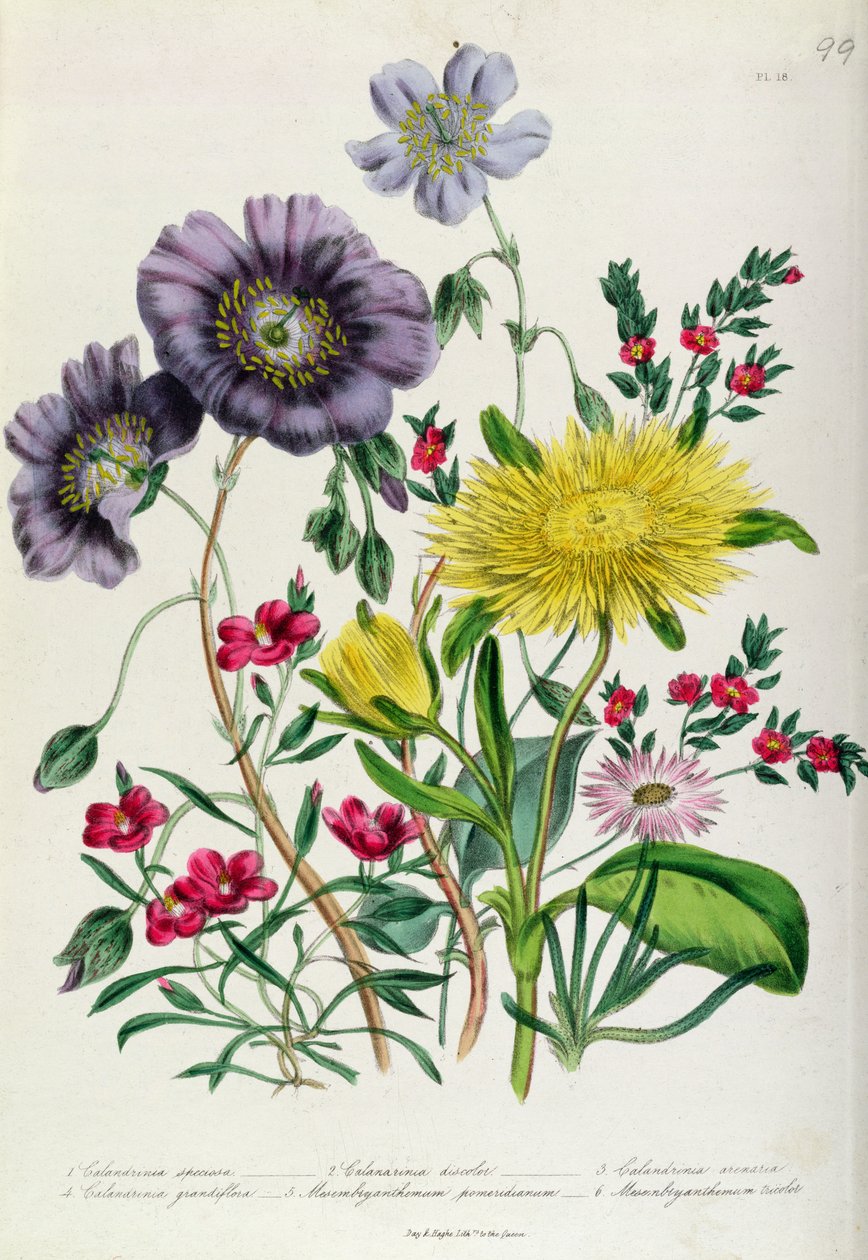 Calandrinia, skylt 18 från 