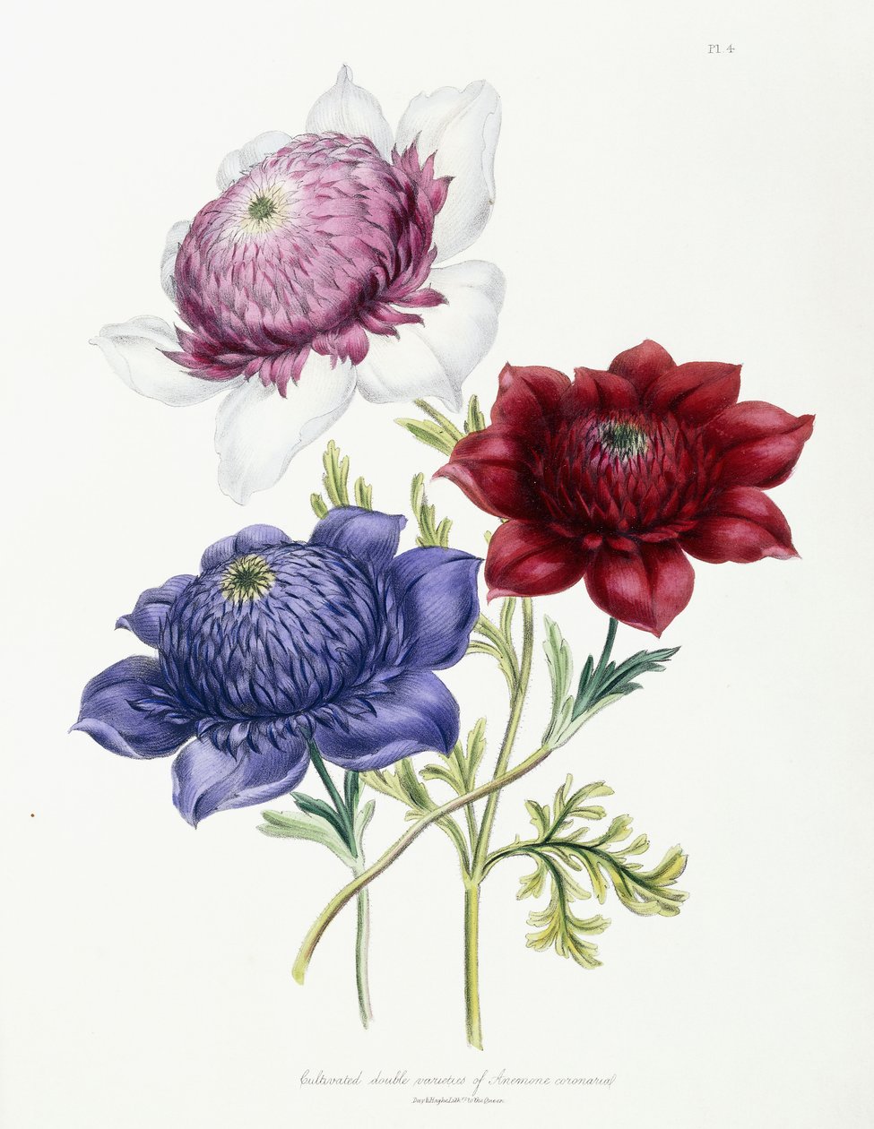Odlade dubbla sorter av Anemone coronarial, 1843-49 av Jane Loudon