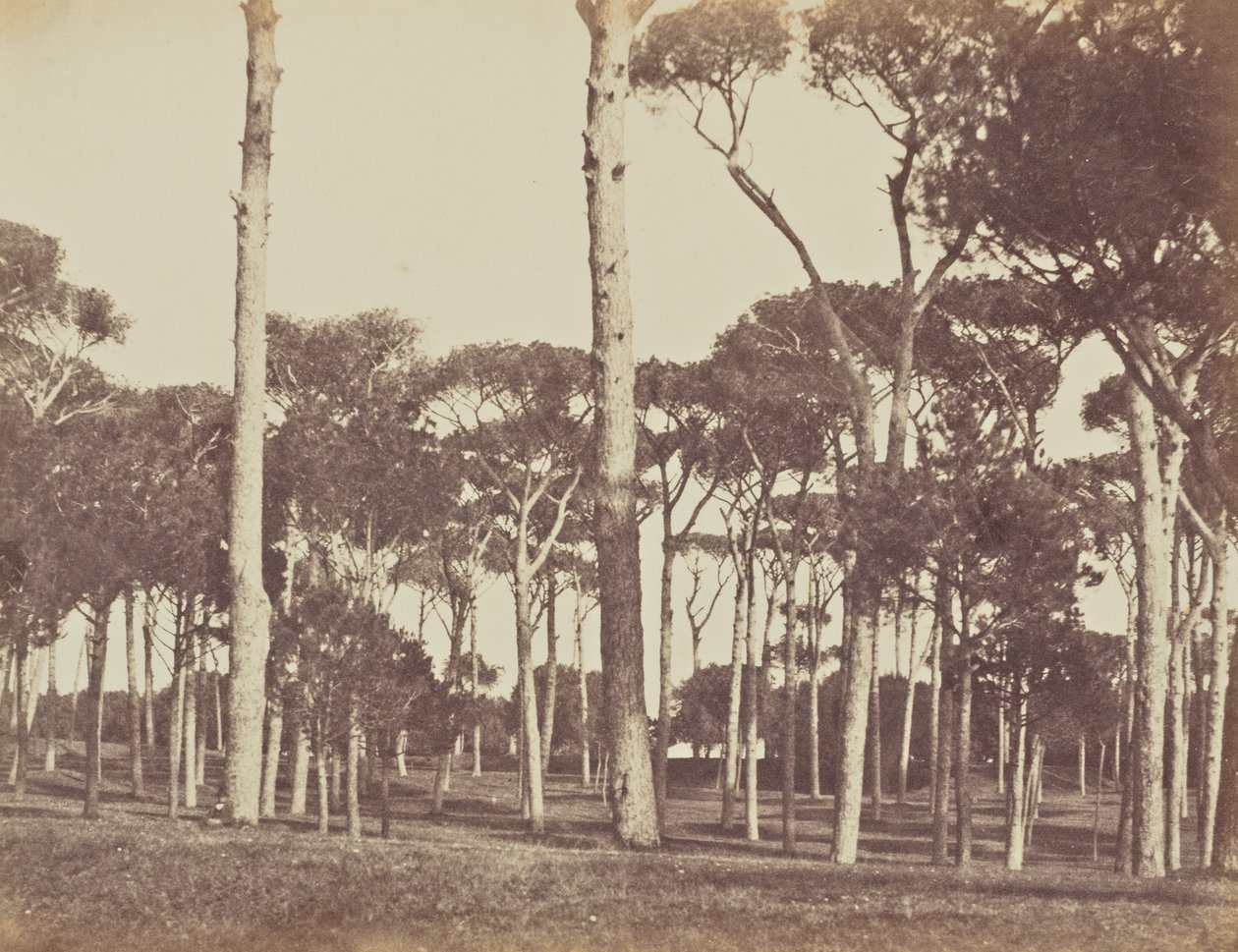 Talldunge av sten, Villa Pamfili Doria, Rom av Jane Martha St. John