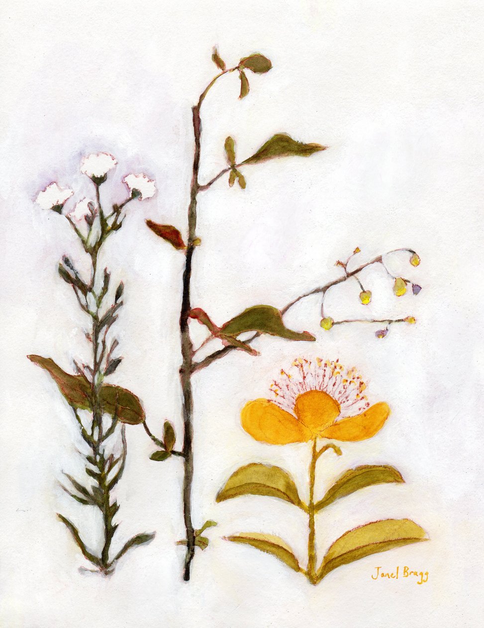 Krypande johannesört med vildblommor, c.2018 (akvarell och kasein på papper) av Janel Bragg