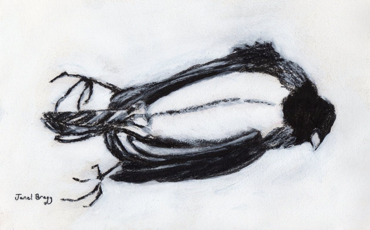 Dead Bird by my Stairwell, ca 2018 (kol och gesso på papper) av Janel Bragg