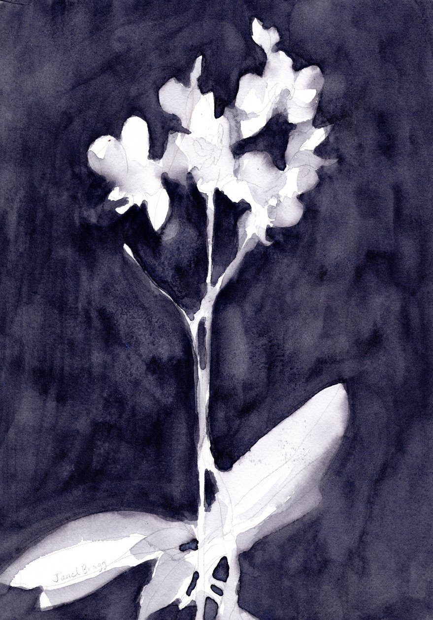 Orchid Impression in Dark Blue Gray, ca 2019 (akvarell på papper) av Janel Bragg