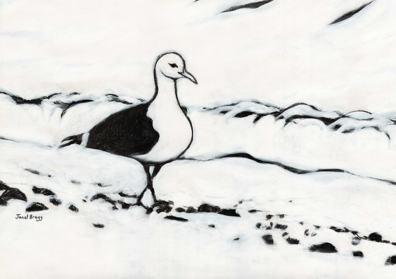 Seagull from Washington Park, ca 2017 (kol och gesso på papper) av Janel Bragg