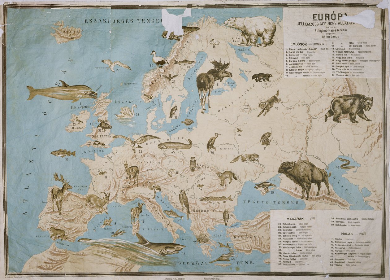 Karta över djur i Europa, (färggravyr) av Janos Balint