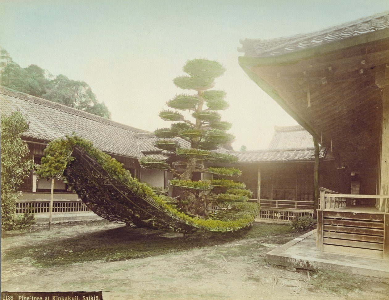 Pine Tree at Kinkaku-ji, Kyoto, ca 1905 (färgat foto) av Japanese Photographer