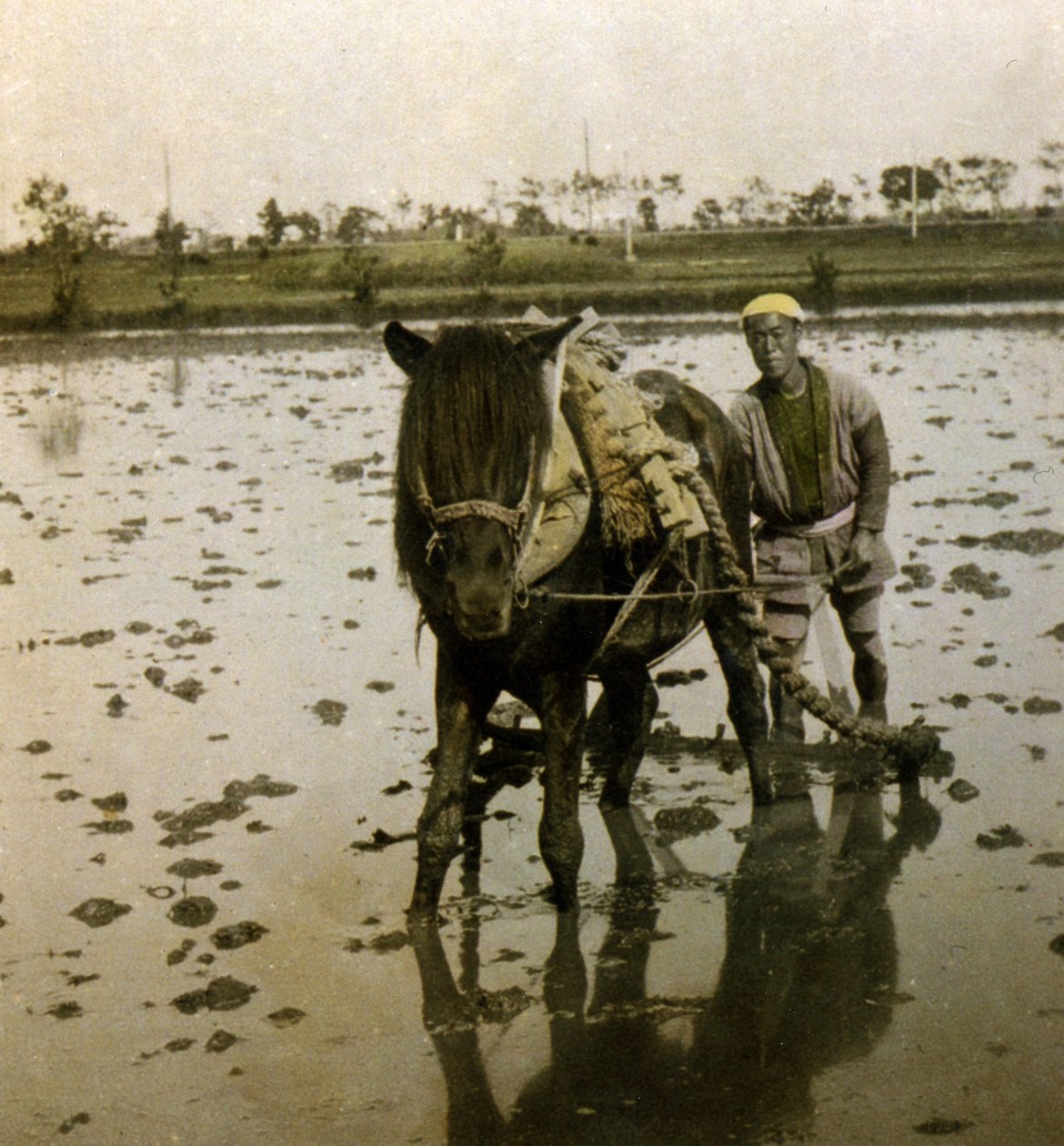 Plöjer ett risfält, ca 1900 (albumfoto) av Japanese Photographer