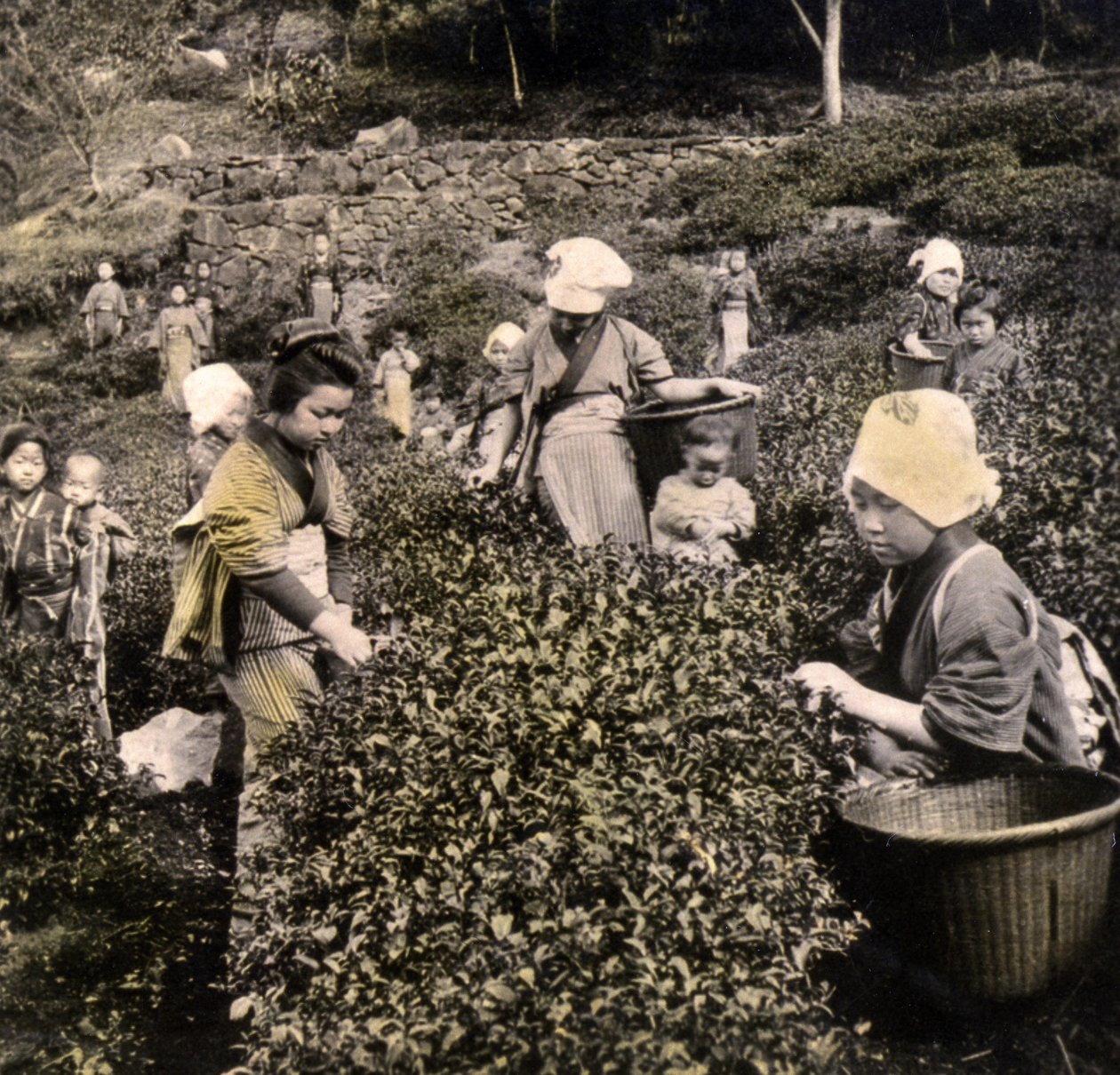 Teplockning i Uji-provinsen, ca 1900 (albumfoto) av Japanese Photographer
