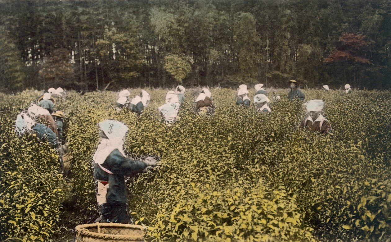 Kvinnor som plockar te, med manlig övervakare (handfärgat foto) av Japanese Photographer