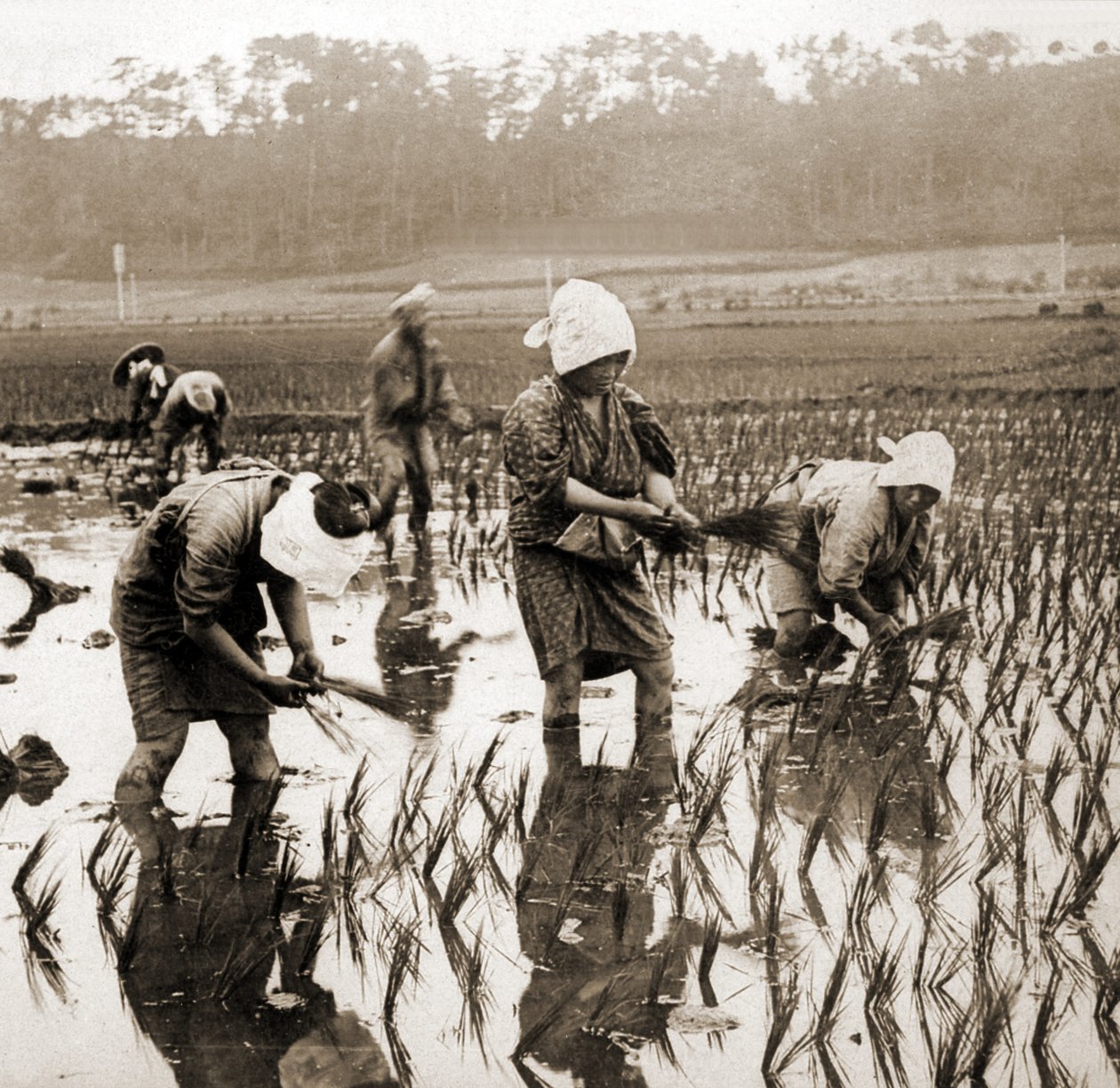 Kvinnor som planterar ris i Japan, ca 1900 (albumfoto) av Japanese Photographer