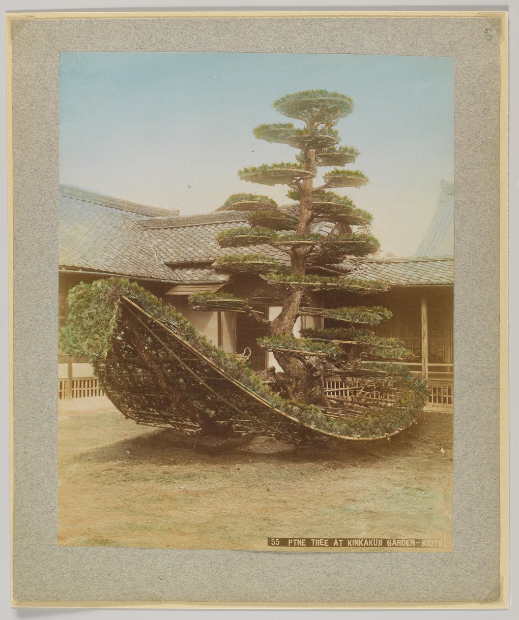 Pine Tree på Kinkakuji Garden, Kyoto, Japan (handfärgat svartvitt foto) av Japanese Photographer