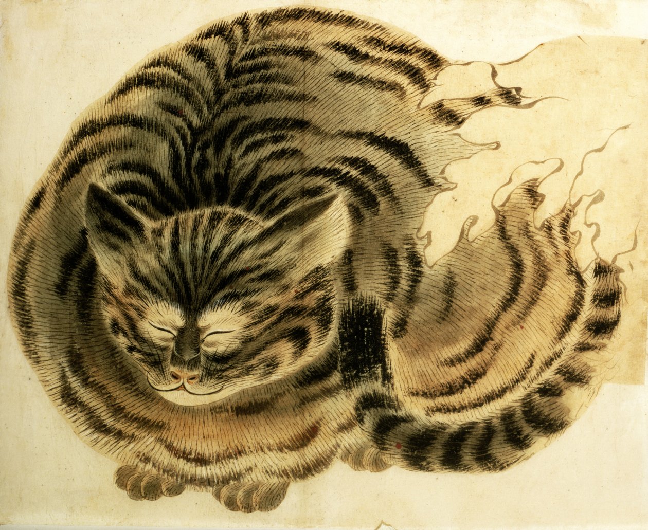 Sovande katt, pub. ca 1850 (akvarell på papper) av Japanese Photographer