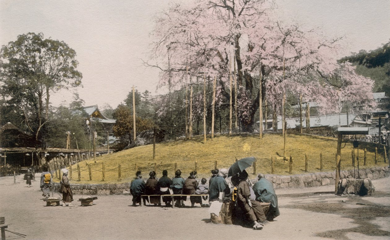 Det berömda körsbärsträdet i Maruyama, Kyoto 1890-talet. av Japanese Photographer
