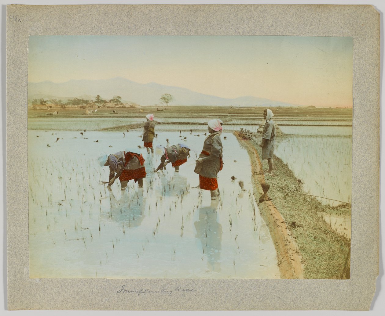 Transplanterar ris, Japan (handfärgat svartvitt foto) av Japanese Photographer