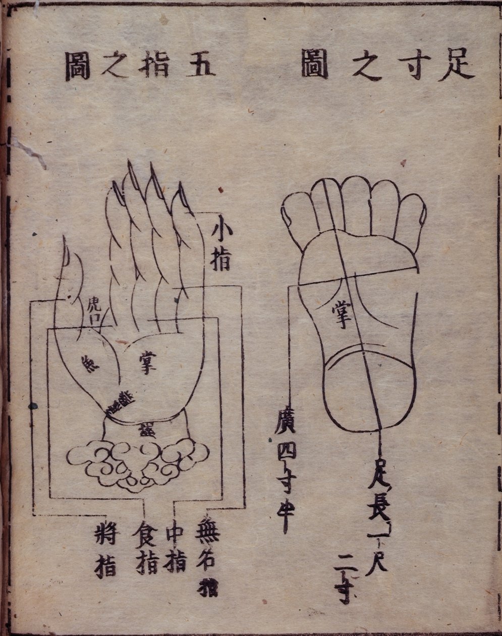 16029.b.5 fol.15v Diagram som visar akupunkturpunkter i händer och fötter, från en japansk kommentar till ett kinesiskt verk om akupunktur, Shisijing fahui från 1341 av Hua Shou, Kyoto av Japanese School