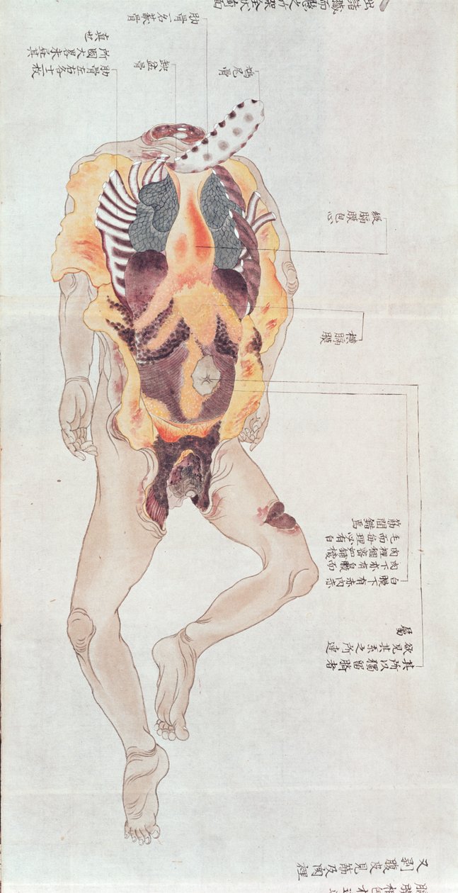 En kropp med urkropp från dissektion av ett tortyroffer från 1796, från en makimono av en Midori-läkare, 1842 (penna & bläck och wc på papper) av Japanese School