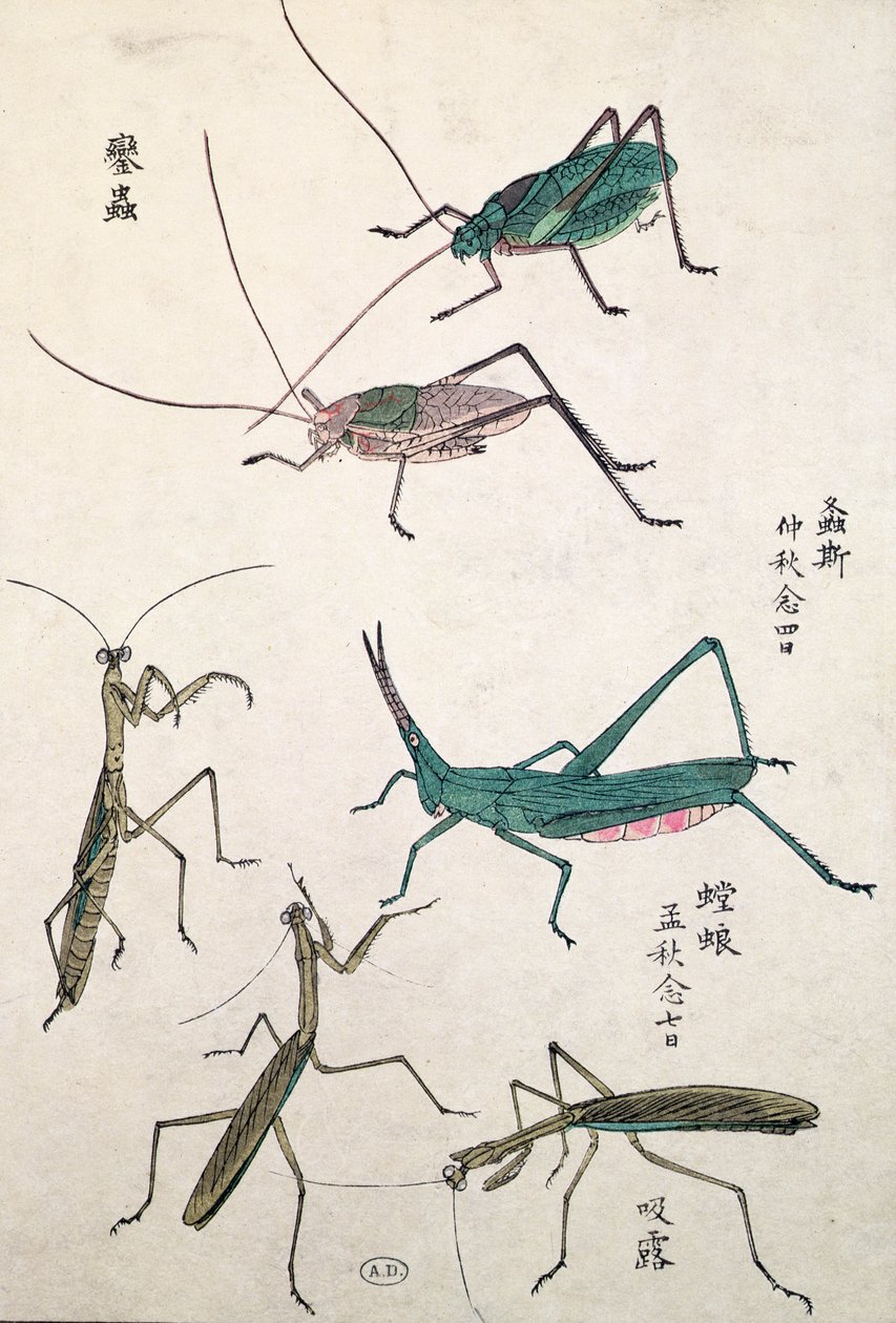 Gräshoppor och mantisar (trätryck i färg) av Japanese School