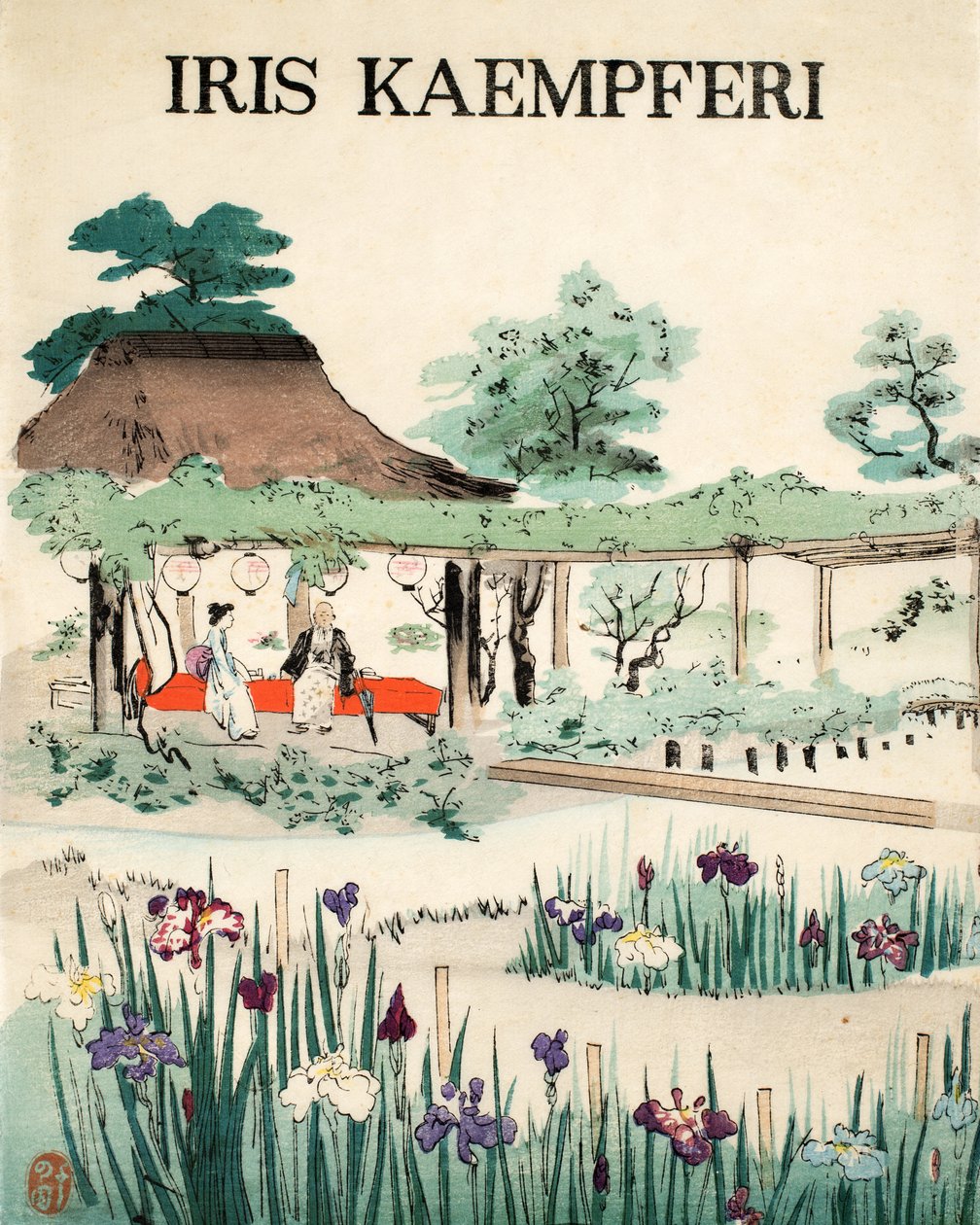 Iris Kaempferi - Främre omslag, 1890 av Japanese School