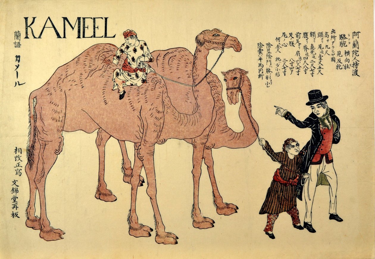 Kameel, pub. 1821 (färgat träsnitt) av Japanese School