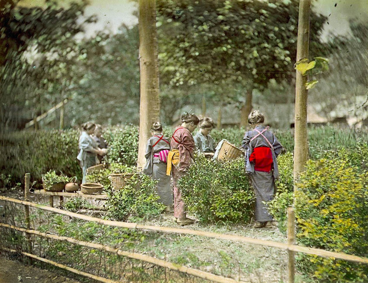 Plocka te, ca 1880 av Japanese School