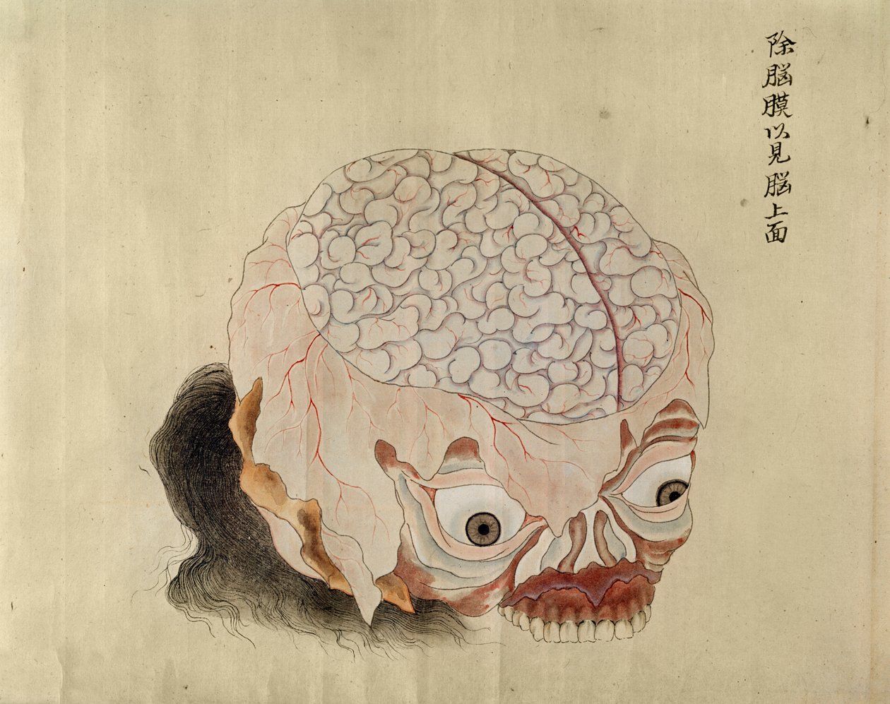 Hjärnans anatomi från dissektionen av ett tortyroffer från 1796, från en makimono av en Midori-läkare, 1842 (penna & bläck och wc på papper) av Japanese School