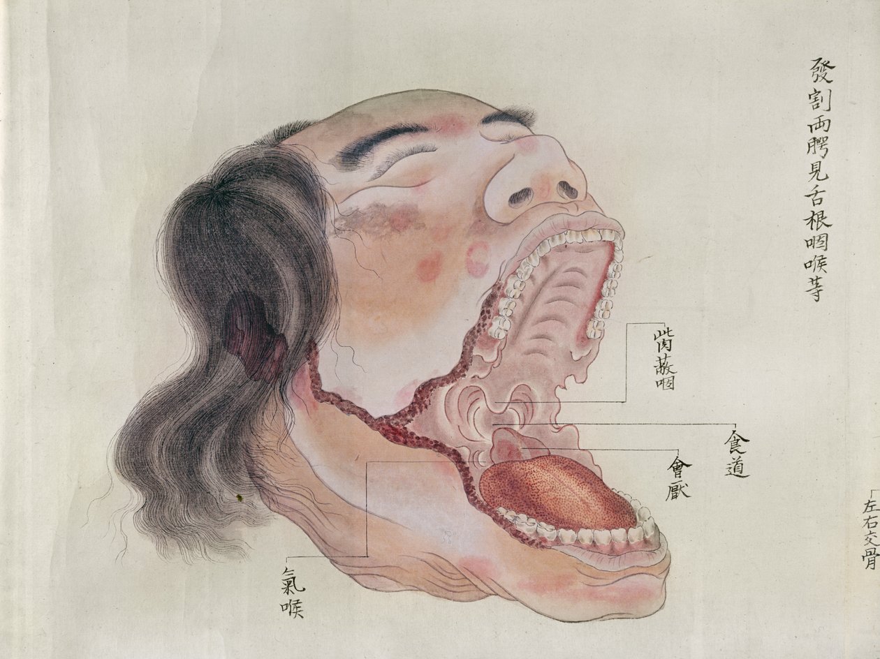 Munns anatomi, från dissektion av ett tortyroffer från 1796, från en makimono av en Midori-läkare, 1842 (penna & bläck och wc på papper) av Japanese School