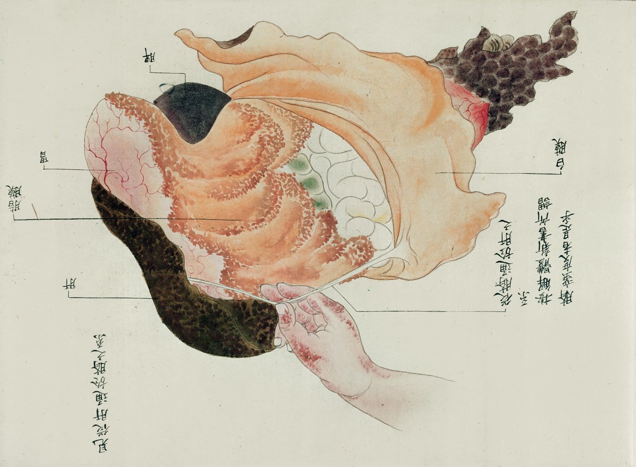 Magen och tarmarna från dissektion av ett tortyroffer från 1796, från en makimono av en Midori-läkare, 1842 (penna & bläck och wc på papper) av Japanese School