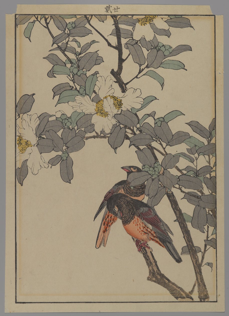 Två fåglar med vita blommor, Meiji-perioden, 1892 (trätryck i färg) av Japanese School