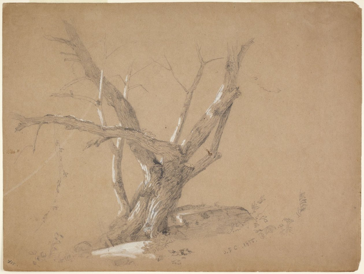 Studie av ett träd av Jasper Francis Cropsey